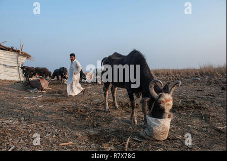 Una bufala visto alimentando ad una azienda agricola in Hamar Marsh in zone umide del sud dell'Iraq. Buffalo herders lotta per la sopravvivenza a causa della mancanza di acqua potabile pulita e adatta i foraggi causata dalla siccità. Il cambiamento climatico, la costruzione della diga in Turchia e in acque interne di cattiva gestione sono le principali cause di una grave siccità in zone umide del sud dell'Iraq. Foto Stock