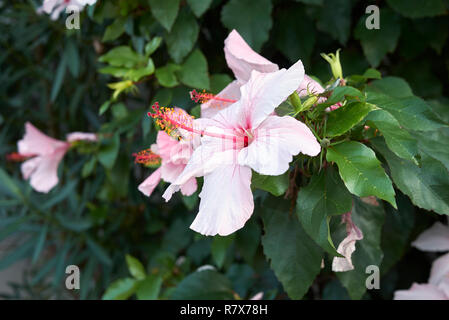 Hibiscus rosa-sinensis fiore Foto Stock