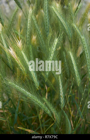 Hordeum murinum punte Foto Stock