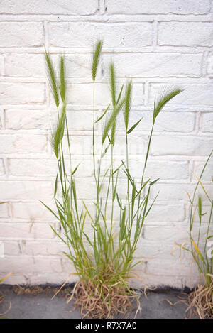 Hordeum murinum punte Foto Stock