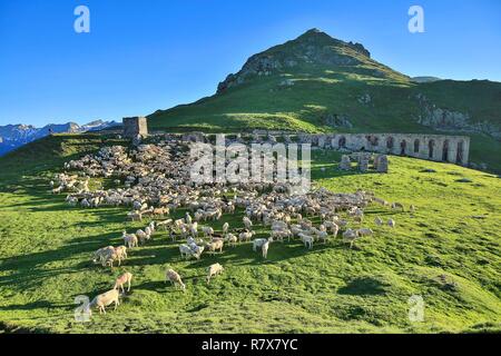 Francia, Ariège, gregge di pecore al pascolo vicino alla rovina la costruzione presso il porto di Salau (2.087 m) è un valico di frontiera dei Pirenei tra Francia e Spagna Foto Stock