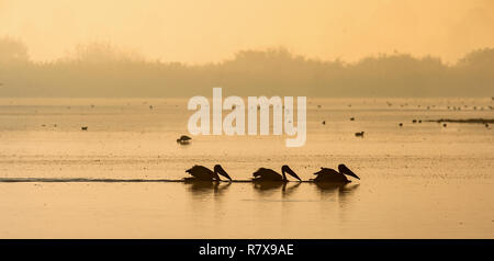 I pelicans nuotano in tutta l'acqua nella nebbia di mattina. Nebbia di mattina prima dell'alba. Foto Stock