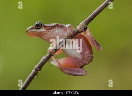 Nana settentrionale raganella Foto Stock