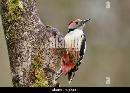 Francia, Doubs, bird, Picchio Rosso (Dendrocopos medius) Foto Stock