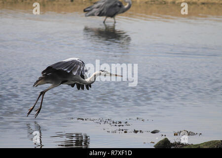 Grande Airone di bilico fiume Douro a Porto, Portogallo Foto Stock