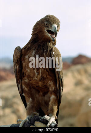 Gli uccelli rapaci appollaiato su un falconieri mano. Foto Stock
