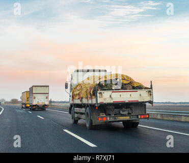 Camion che trasportano gli alberi di Natale sulla strada. Molti albero di Natale nel carrello coperto con telo di colore giallo Foto Stock