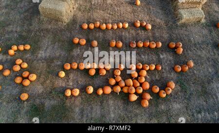 Foto aerea di overhead sopra & Raccolta zucche arancione schierate accanto a balle di paglia al portico anteriore Farm su 110 acri, Healdsburg, California, Stati Uniti d'America. Foto Stock