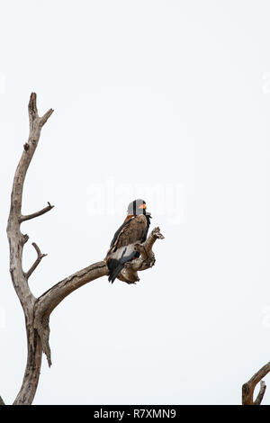 Sud Africa wildlife: bateleur eagle (Terathopius ecaudatus) arroccato in una struttura ad albero Foto Stock