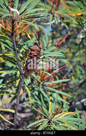 Nativi Australiani Hinchinbrook banksia, Banksia plagiocarpa, famiglia Proteaceae. Endemica di Hinchinbrook Island e terraferma adiacente Queensland del nord Foto Stock