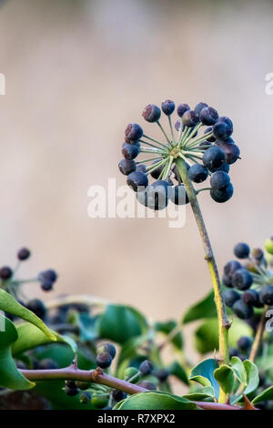 Un cluster di Edera bacche in inverno Foto Stock