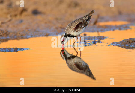 Nero-fronteggiata Dotterel - Elseyornis melanops - wading in corrispondenza del bordo di un outback australiano waterhole al mattino presto con la riflessione. Foto Stock