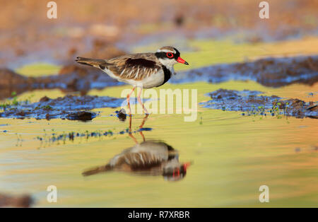 Nero-fronteggiata Dotterel - Elseyornis melanops - wading in corrispondenza del bordo di un outback australiano waterhole al mattino presto con la riflessione. Foto Stock