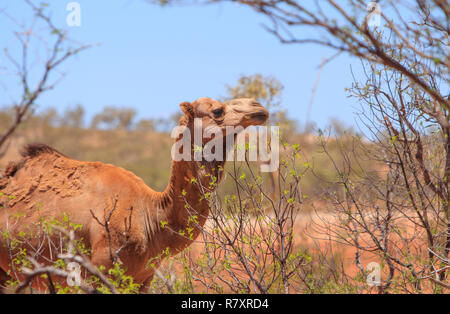 Un feral camel, Camelus dromedarius, alimentazione a secco su un acacia bush in outback western Queensland, Australia Foto Stock