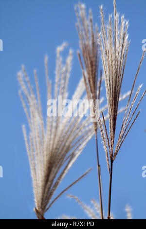 Fiori secchi di alte erbe Foto Stock
