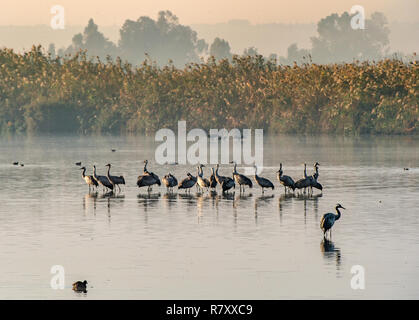 Gru comune (grus grus) in piedi nell'acqua. Gru gregge sul lago a Sunrise. Nebbia di mattina presto. Paesaggio di mattina di Valle di Hula Reser Foto Stock