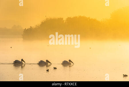 I pelicans nuotano in tutta l'acqua nella nebbia di mattina. Nebbia di mattina prima dell'alba. Foto Stock