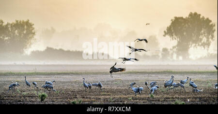 Gru in un campo foraggio. Comune, gru grus grus, in habitat naturali. Alimentazione della gru a sunrise nel Parco nazionale di Agamon di Hula Vall Foto Stock