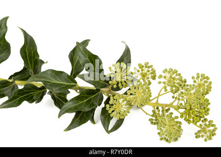 Fioritura ivy, ramo con infiorescenze e foglie verdi, isolato su sfondo bianco Foto Stock