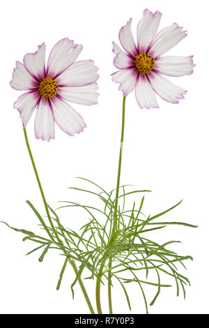 Due fiori del cosmo, kosmeya fiori, isolati su sfondo bianco Foto Stock
