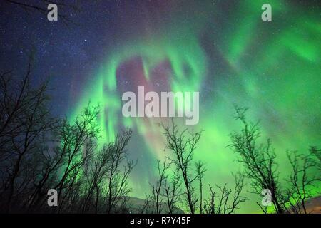 La Svezia, Lapponia, regione elencato come patrimonio mondiale dall' UNESCO, Norrbotten County, aurora boreale sopra la taiga nelle vicinanze di Abisko National Park Foto Stock