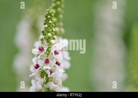 Close up di foglia di ortica mullein (Molène chaixii) in fiore Foto Stock