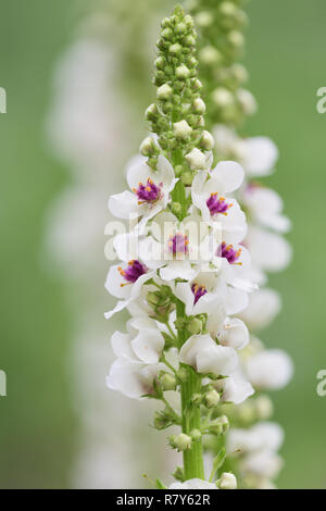 Close up di foglia di ortica mullein (Molène chaixii) in fiore Foto Stock