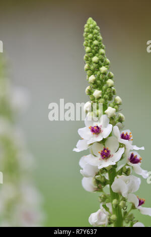 Close up di foglia di ortica mullein (Molène chaixii) in fiore Foto Stock