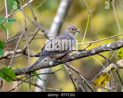 Un lutto colomba, Zenaida macroura, posatoi su un ramo in Red River National Wildlife Refuge, nel nord-ovest della Louisiana. Foto Stock