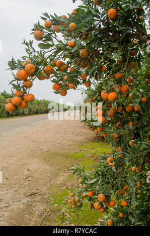 Tangerini pronto per il raccolto in una California centrale agrumeto Foto Stock