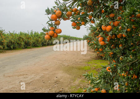 Tangerini pronto per il raccolto in una California centrale agrumeto Foto Stock