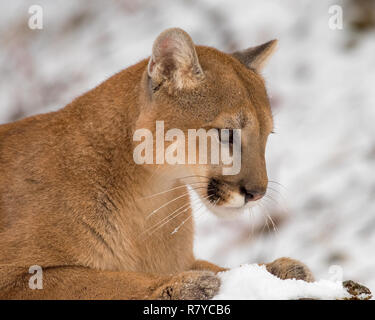 Ritratto di un Leone di montagna nella neve, Close Up Foto Stock