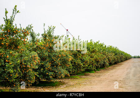 Tangerini pronto per il raccolto in una California centrale agrumeto Foto Stock