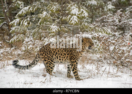 Amur Leopard ringhiando nella parte anteriore del alberi sempreverdi durante una nevicata Foto Stock