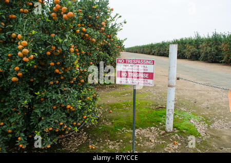 Nessun segno sconfinamenti, tangerini pronto per il raccolto in una California centrale agrumeto Foto Stock