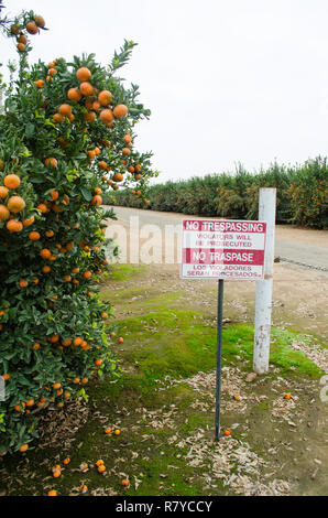 Nessun segno sconfinamenti, tangerini pronto per il raccolto in una California centrale agrumeto Foto Stock