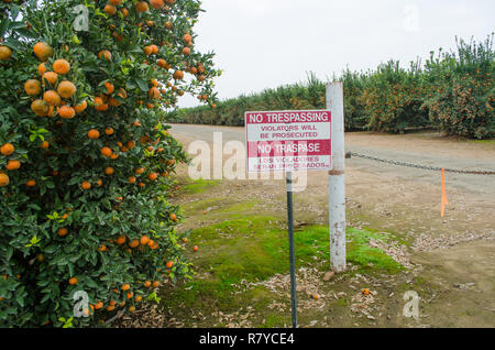 Nessun segno sconfinamenti, tangerini pronto per il raccolto in una California centrale agrumeto Foto Stock