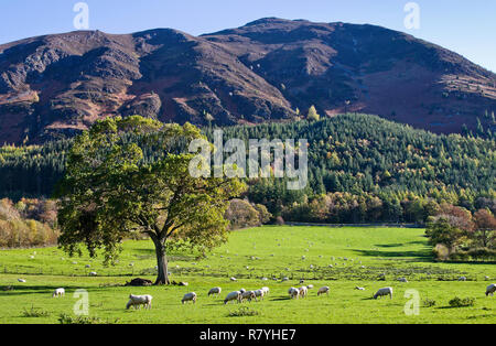 Pecore al pascolo in autunno il sole in un bellissimo prato sotto in parte boscose pendici del Ullock Pike, Lake District, Cumbria, England Regno Unito. Foto Stock