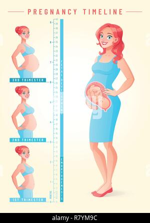 Donna incinta con il feto. Gravidanza timeline illustrazione vettoriale. Illustrazione Vettoriale