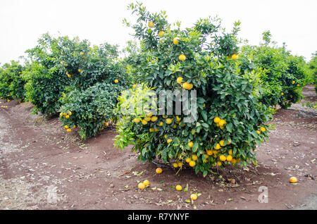Pompelmo in un agrumeto, California centrale, pronto per il raccolto Foto Stock
