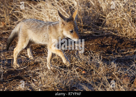 Nero-backed jackal (Canis mesomelas), cub, camminando sulla terra arida, Kruger National Park, Sud Africa e Africa Foto Stock