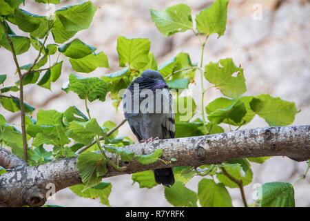 Funny colomba seduto su un ramo e nascondere la sua testa Foto Stock