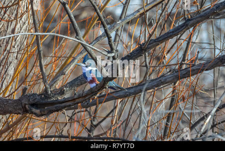 Femmina Belted Kingfisher (Megaceryle alcyon) in seduta pioppi neri americani albero vicino a stagno, Castle Rock Colorado US. Foto scattata in dicembre. Foto Stock