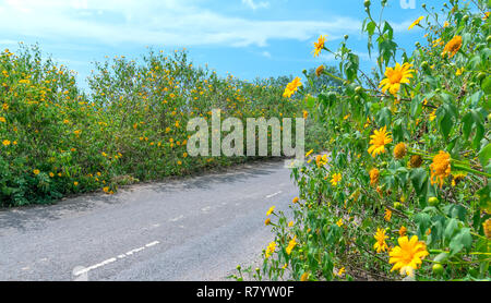 La bella strada con il sole selvaggio su entrambi i lati della fiorente strada dorata come accogliente attrae la gente a voler passare attraverso questa idilliaca platea Foto Stock