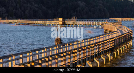 Passerella in legno a Billy Frank Jr. Nisqually nazionale Area faunistica Foto Stock