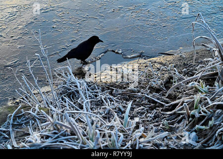 Crow l'infiltrazione di acqua dal foro nel ghiaccio. La British Columbia, Canada Foto Stock