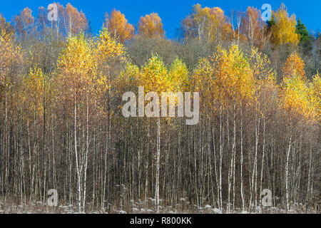 Bellissimo Bosco in autunno un paesaggio panoramico con piacevole caldo sole Foto Stock