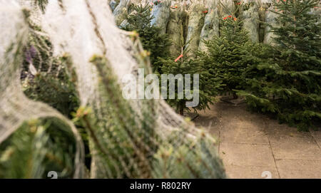 Vista dettagliata di molti alberi di Natale avvolti in reti in materia plastica tagliata e pronta per il trasporto e la vendita Foto Stock