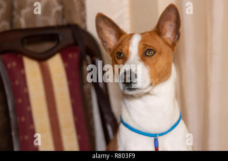 Piscina ritratto di basenji cane seduto su una sedia umana Foto Stock