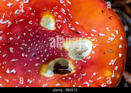 Close up Dettaglio di un Nibbled Fly Agaric (fungo amanita muscaria) cresce in un legno di betulla. Grande Torrington, Devon, Inghilterra. Foto Stock